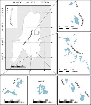 Geobiology of Andean <mark class="highlighted">Microbial Ecosystems</mark> Discovered in Salar de Atacama, Chile